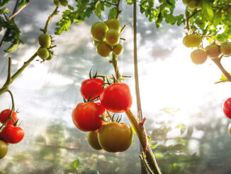Tomaten ausgeizen