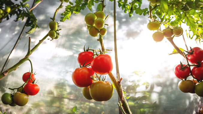 Tomaten ausgeizen